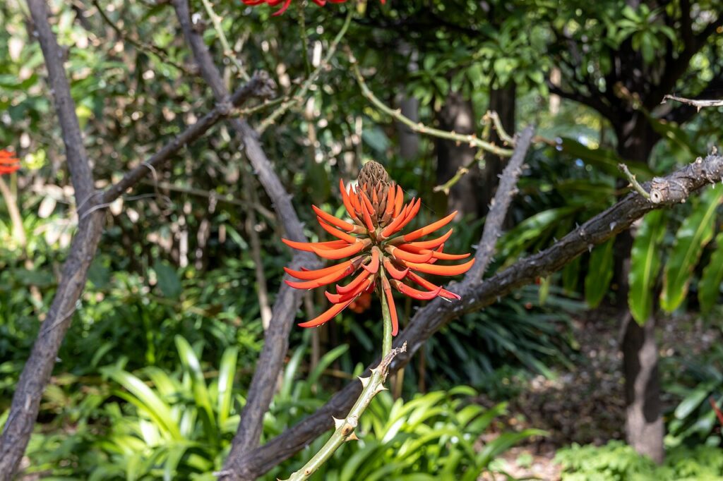 Czerwone kwiaty w ogrodzie botanicznym Jardín de Aclimatación w Puerto de la Cruz