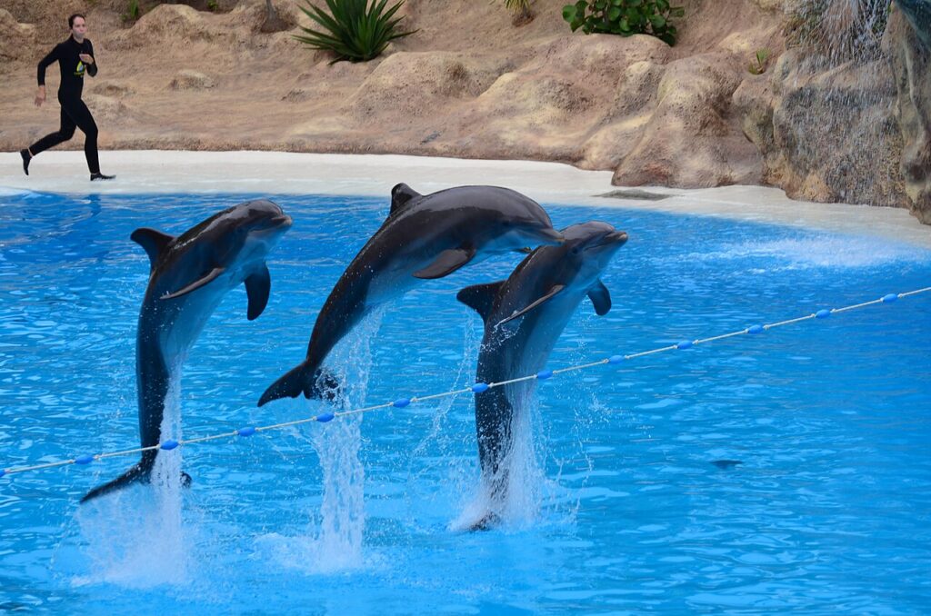 Pokaz delfinów w delfinarium Loro Parque w Puerto de la Cruz