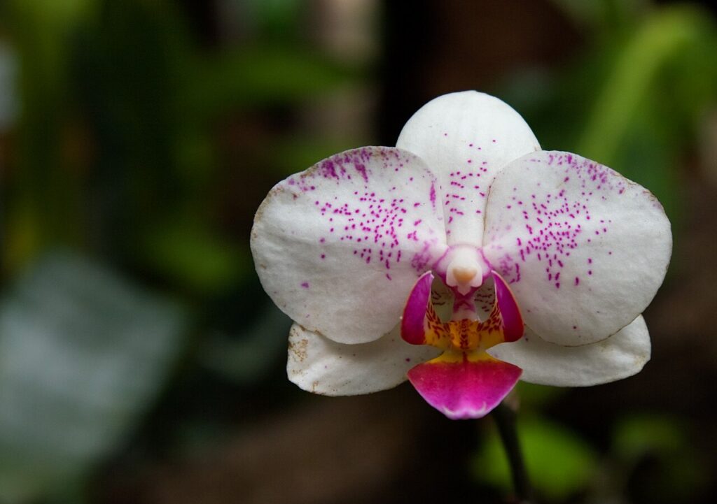 Storczyki w orchidarium Palmitos Park na Gran Canarii