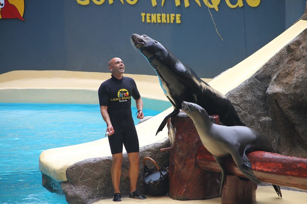 Pokaz lwów morskich w Loro Parque na Teneryfie