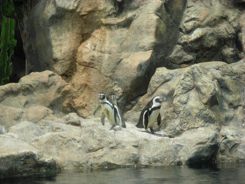 Pingwiny w pawilonie Planet Penguin w Loro Parque na Teneryfie